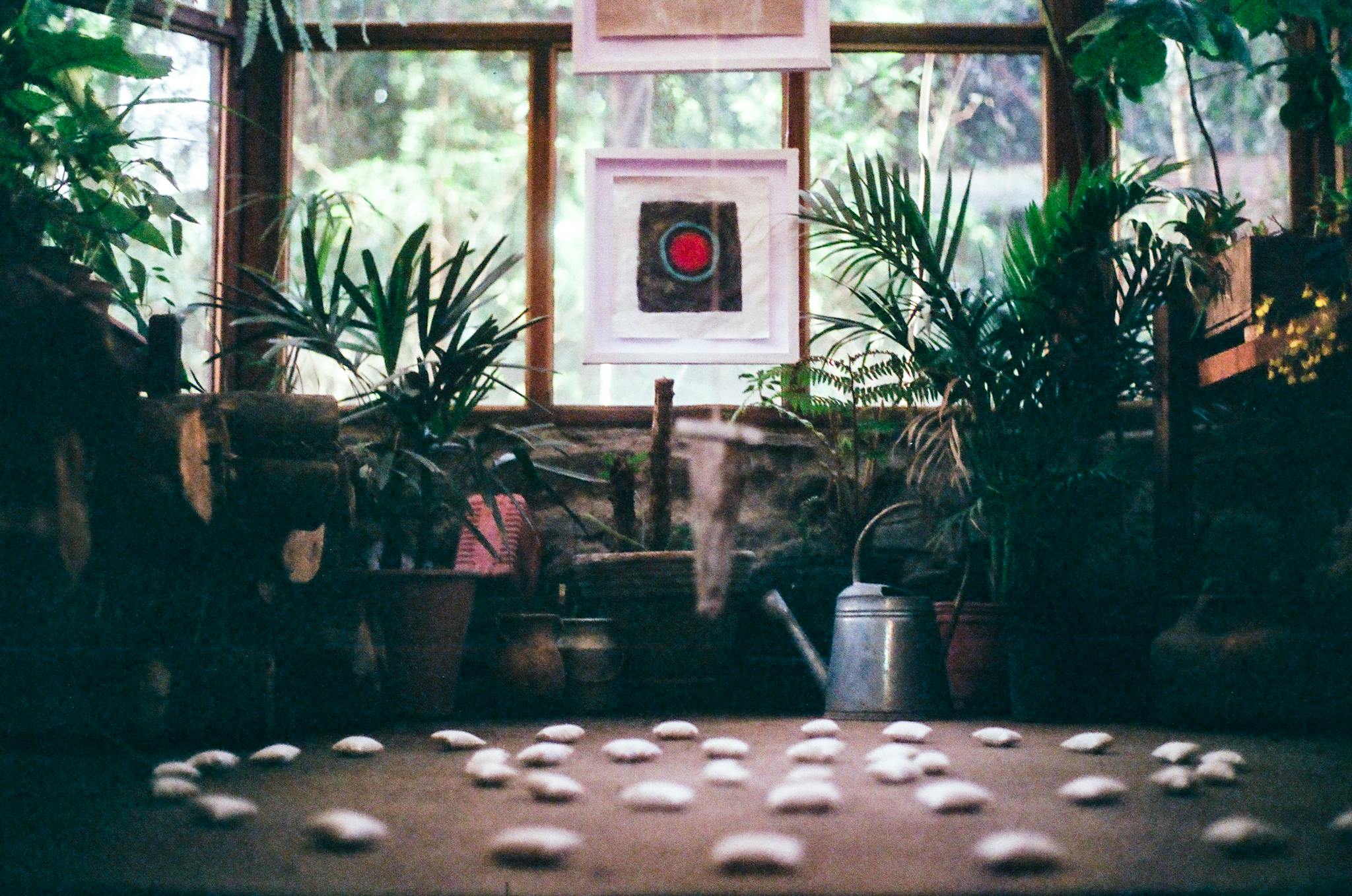 Green Potted Plants Inside A Room